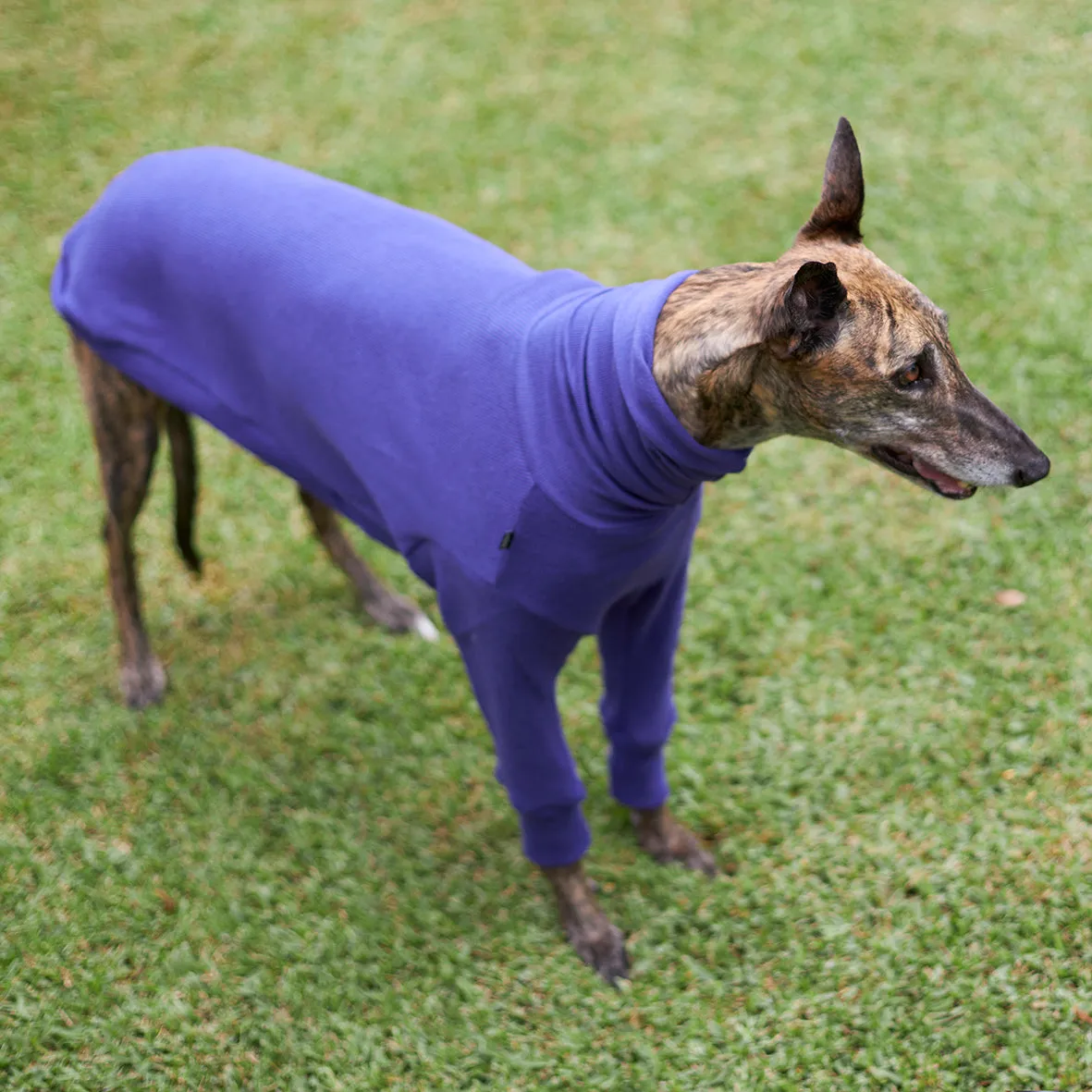 Greyhound Jumper - Sundown