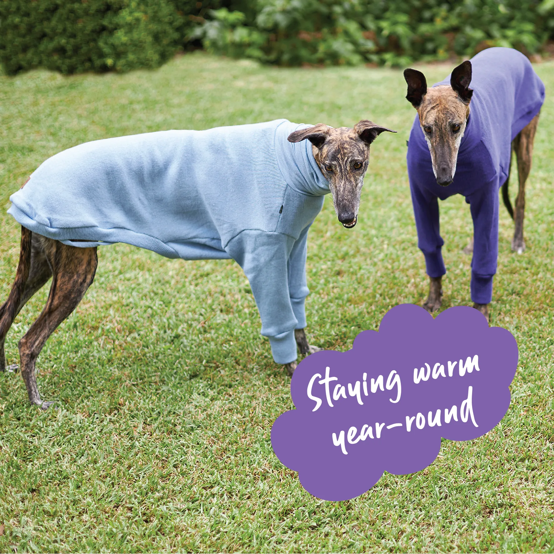 Greyhound Jumper - Sundown