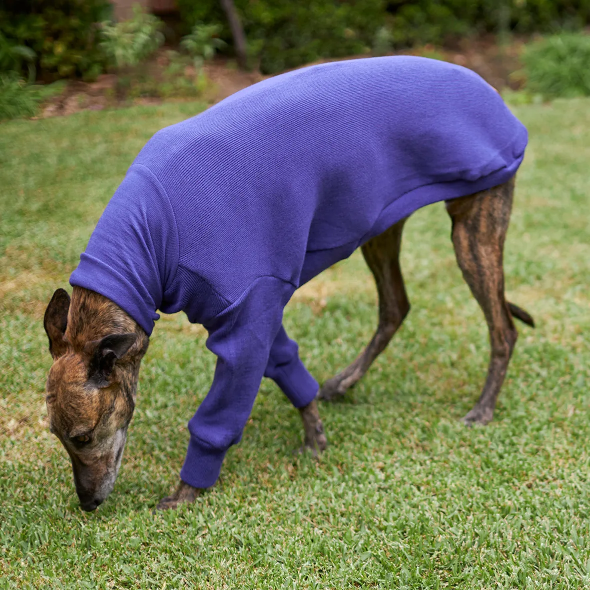 Greyhound Jumper - Sundown