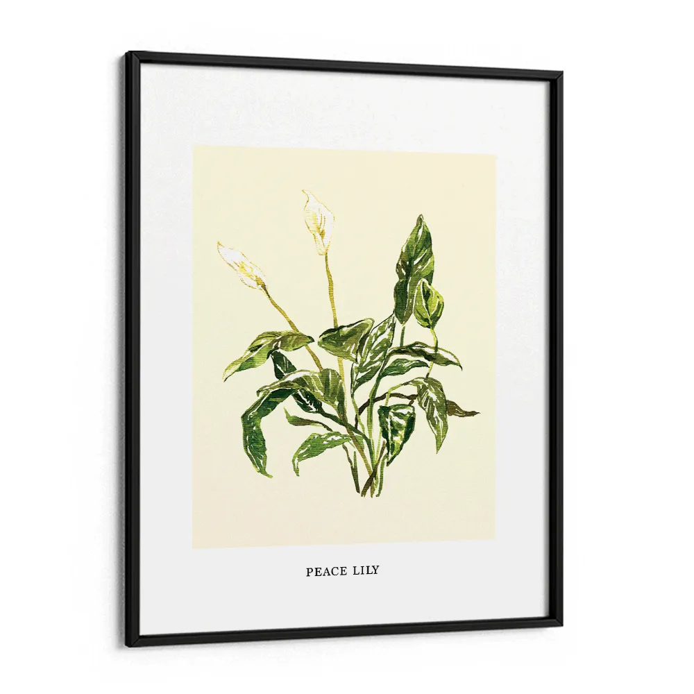 Peace Lilly