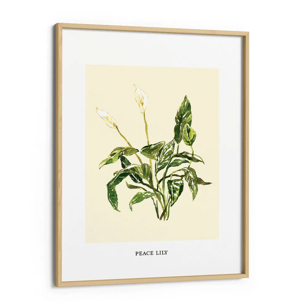 Peace Lilly