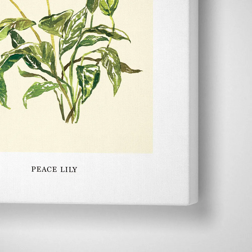 Peace Lilly