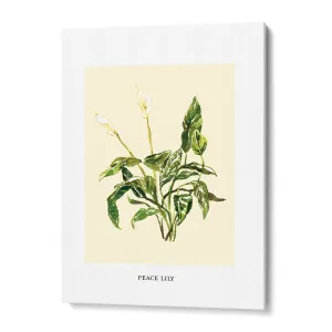 Peace Lilly