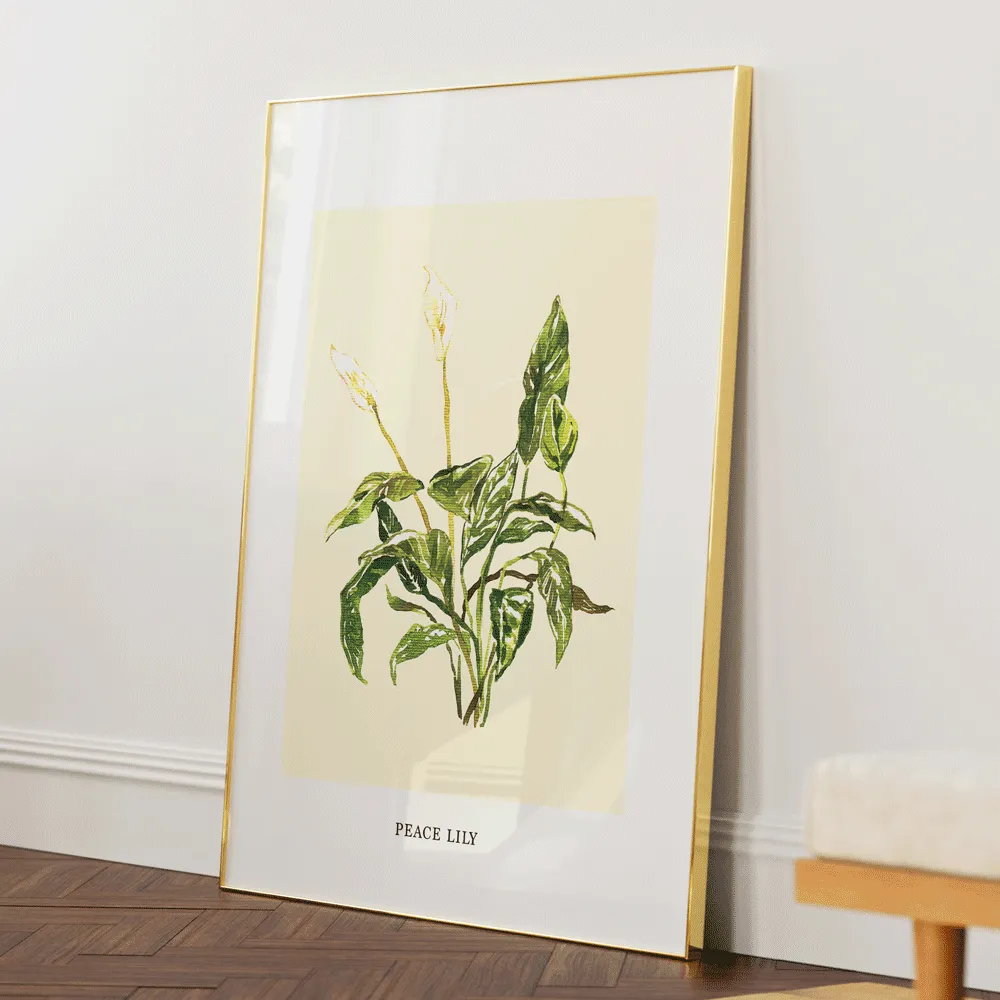 Peace Lilly