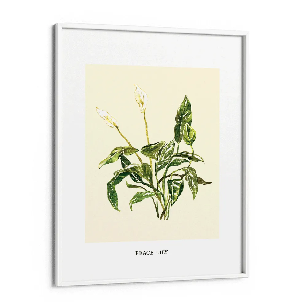 Peace Lilly